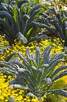 Marigold and palm cabbage 