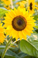 Portrait Sunflower 