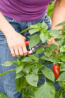 From August onwards, cut off shoot tips from peppers and chillies 