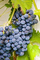 Portrait of grape, Vitis vinifera Regent 