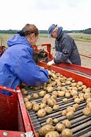 Potato harvest 