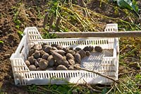 Harvested potatoes 
