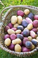 Portrait Potato Red Duke of York, Solanum tuberosum Blue Salad Potato, Solanum tuberosum Linda 