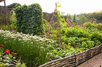 Vegetable garden in late summer 