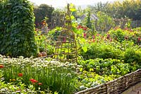 Vegetable garden in late summer 