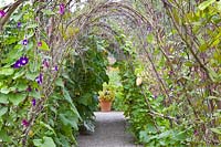 Willow tunnel 