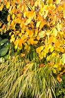Witch Hazel Arnold Promise in Autumn 