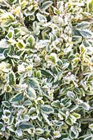 Boxwood in frost 