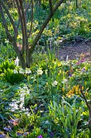 Bed in late winter with bulbous plants and perennials 
