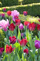 Tulips in red and purple 