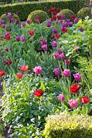 Tulips and violets 