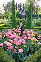 Formal garden with tulips, Tulipa Daydream, Tulipa Pink Impression 