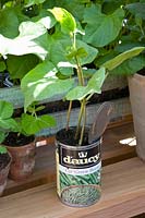 Growing a bean in a can, Phaseolus vulgaris 