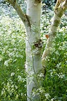 Birch with cow parsley 