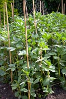 Broad beans with supports 