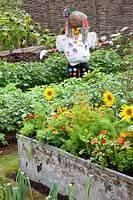 Vegetable garden with potatoes and scarecrow, Solanum tuberosum 