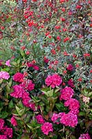 Hydrangea and rose hips of Rosa glauca 