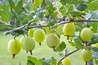 Portrait gooseberry, Ribes uva-crispa 