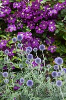 Clematis Etoile Violette and Globe Thistle Veitch's Blue 