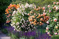 Standard roses, underplanted with sage 