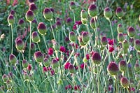 Combination of ornamental onion and campion, Allium sphaerocephalon, Lychnis coronaria Gardener's World 
