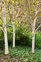 Birch trees underplanted with Lungwort, Betula utilis jaquemontii, Pulmonaria rubra Bowles Red 