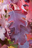 Autumn colouring of oakleaf hydrangea, Hydrangea quercifolia Burgundy 