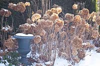 Hydrangeas in winter, Hydrangea arborescens Annabelle 