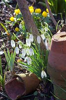 Snowdrops and winter aconites 