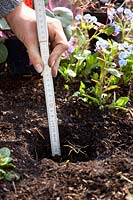 Planting winter cyclamen (Cyclamen coum), correct planting depth of the tubers 5 cm, STEP 2 