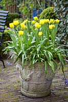 Tulip Monte Carlo in pot 