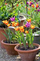 Hostas and tulips in pots, Hosta Hadspen Blue, Tulipa Ballerina 