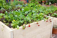 Vegetables and herbs in raised bed made of boards 
