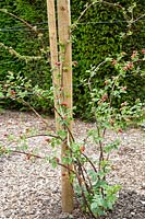 Raspberry canes on wire trellis 