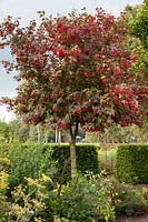 Spindle tree, Euonymus planipes 