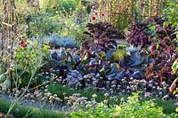 Autumnal vegetable garden with kale, pointed cabbage and wild garlic, Brassica oleracea Redbor, Brassica oleracea Kalibos, Allium senescens 