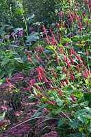 Perennial combination, Persicaria amplexicaulis Taurus, Sedum Munstead Dark Red 