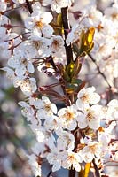 Portrait of blood plum blossoms, Prunus cerasifera Hollywood 
