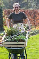 Planting perennial bed, woman pushing wheelbarrow with perennials 
