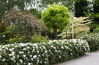 Hedge of Rhododendron Cunnighams White 