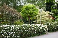 Hedge of Rhododendron Cunnighams White 
