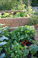 Various salads and herbs in the raised bed 