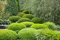 Green garden with topiary 