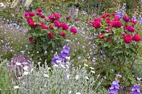 Bed with perennials and roses, Rosa Star of Waltham 