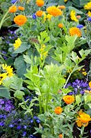 Annuals and lovage 