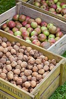 Freshly harvested walnuts and apples, Juglans regia, Malus domestica Rode Keuleman 