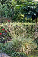 Front garden with grasses, Molinia caerulea Variegata 