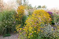 Coneflower and Chinese silver grass, Rudbeckia triloba, Miscanthus sinensis 