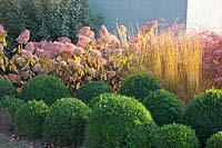 Evergreens, shrubs and grasses in autumn 
