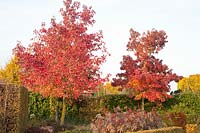Autumn colouring of sweetgum, Liquidambar styraciflua 